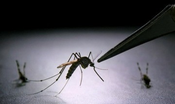 Malattie esotiche: riconoscerle ed arginarle